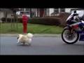 A votre avis, il lui arrive quoi au chien ?