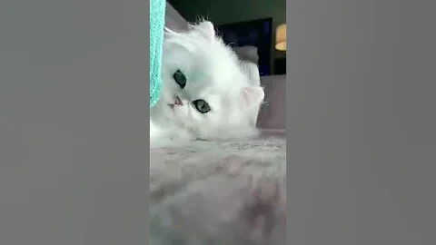 Watch the video about So Cute 🥰🥰🥰 #cat #kitten