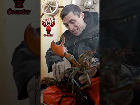 24,000,000 Lobster Eggs in one day?!
