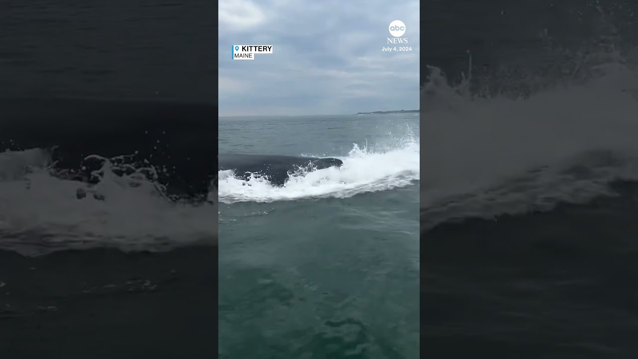 Onlookers Treated To Close Up Whale Breaching