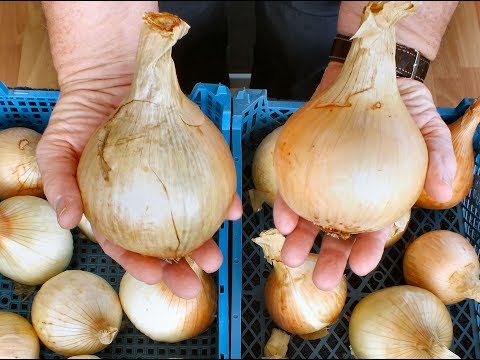 Video: How To Store Onions Properly. Part 3