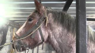 Hot shoeing a Belgian Draft Horse by farriers Ludo Daems and Stenn Schuermans