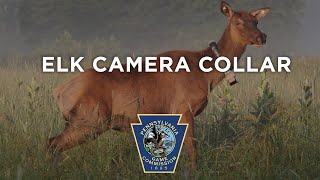 Elk Camera Collar