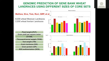 Genomic Selection and CIMMYT