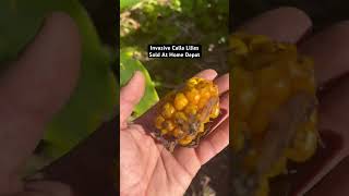 Invasive Toxic Lily Flowers Taking Over The California Coast - Stop Invasive Species Plant Native