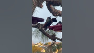 Watch an Unbelievable Scene at a Hummingbird Feeder!