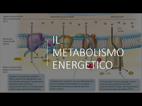 Video: In che modo la glicolisi è collegata al ciclo di Krebs?