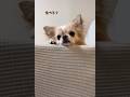 【好きなものは聞き逃さない/オヤツはみんな大好き】#チワワ #chihuahua #可愛い #shorts #チワワちゃん #癒し #cutedog #fyp #foryou