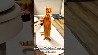 Cat Bath Meltdown 😂#shorts #funny #cats