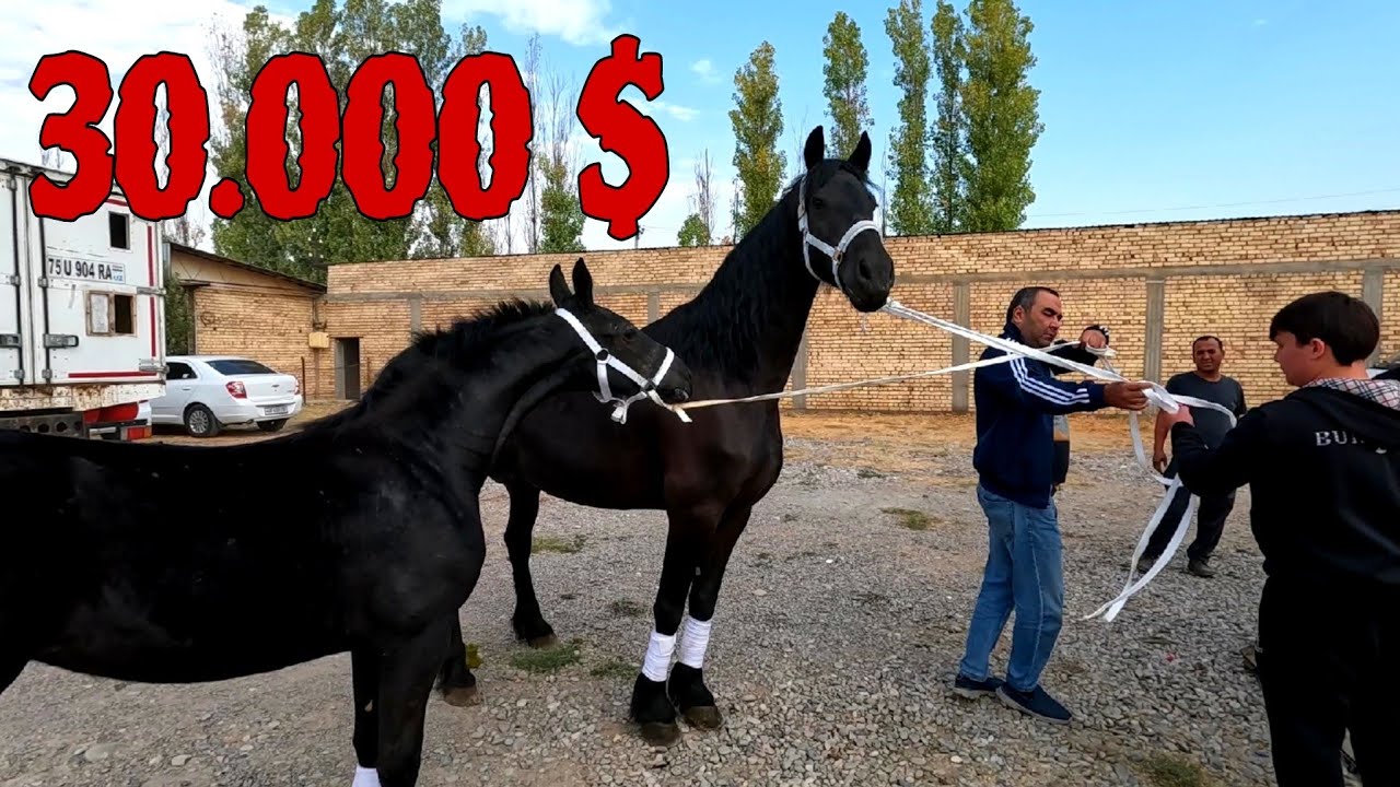 Шуро от бозор! Конный рынок! Horse market! PFERDEMARKT! OT