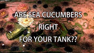Are Sea Cucumbers Right for Your Tank?