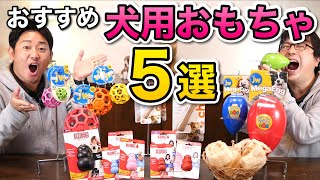 【おすすめ犬用おもちゃ５選】当店でも大人気の機能性おもちゃをペットショップ店長が紹介！