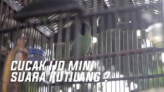 cucak ijo mini, tapi suara kutilang?