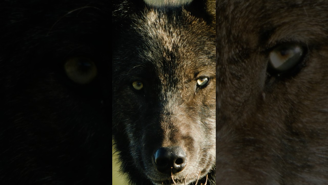 A Wolf’s Wild Eyes
