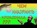 ЧЕМ НАКОРМИТЬ КРОКОДИЛА? Советы по кормлению крокодилов!