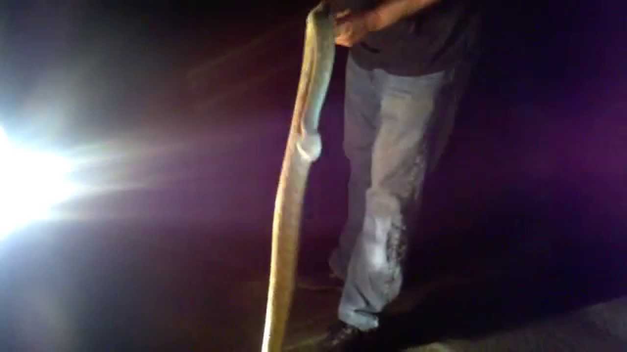 Huge Mojave Green Rattlesnake YouTube