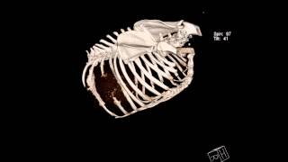 Chien Cdr Lenox   VRT Collection Osirix viewer CT Scan Thorax