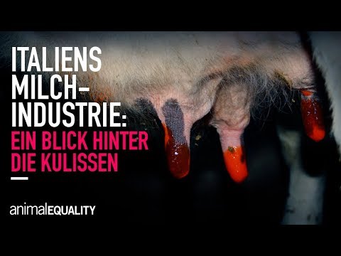 💔🐮 Italiens Milchindustrie: Ein Blick hinter die Kulissen
