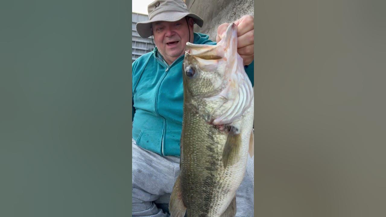 5 lb largemouth bass below the dam #shorts 