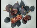 Getting MORE FRUIT from your FIG Trees in COLD CLIMATES