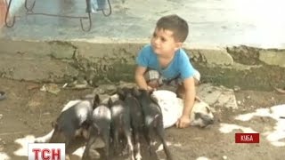 На Кубі собака всиновила п’ятеро новонароджених поросят(UA - Підкласти тваринок до домашньої улюбленки господар вирішив через те, що мати малюків померла. А собака..., 2016-09-05T07:35:59.000Z)