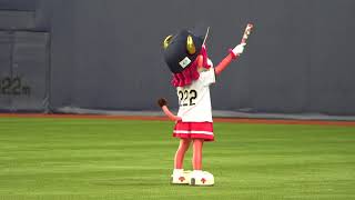 【4K】20170927 バファローベルちゃんの1-9