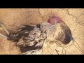 فروجي مات وخلا دجاجاتي هجالات فروجي مات وخلا دجاجاتي هجالات