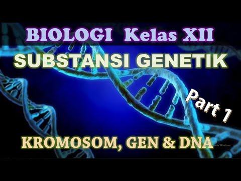 Video: DNA Autosomal: Definisi, Dominan, Reseptif, Ujian, Contoh