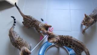 Chatons Mia 05 11 2019