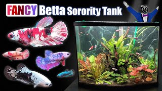 So you want to keep Bettas together? | Female Betta Sorority Tank Setup