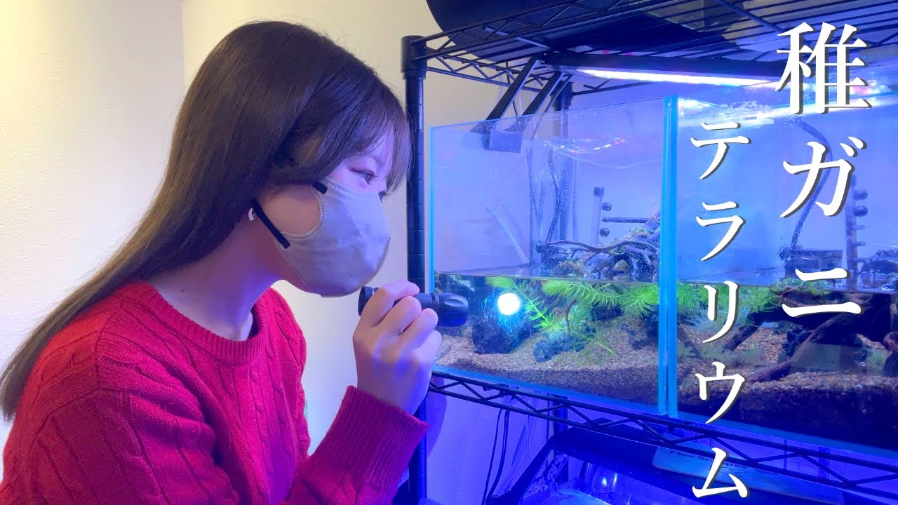 【50匹の稚ガニ共喰い？】急遽、苔テラリウムを立ち上げました　