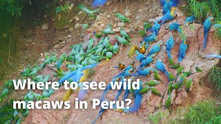 Where can I see Wild Macaws ? | Tambopata PERU