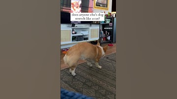 Is this normal?! #cherrythecorgi #corgi #dog #cute #funny #adorable #fun #puppy #corgilover