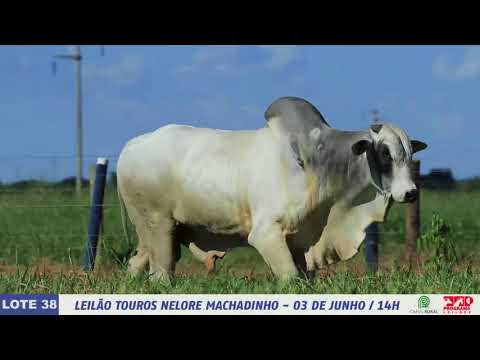 LOTE 38   DIM 6263 1 MP4