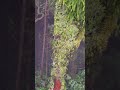 Green meditation in Azores islands #azores #azoreswhatelse #azoresislands
