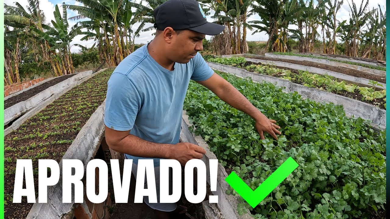 resultado das hortaliças na casca de arroz