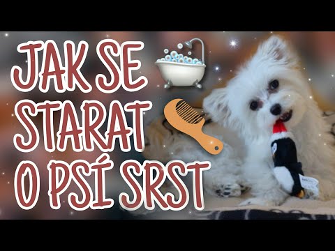 Video: Jak Se Správně Starat O Srst Koček Různých Plemen: Praní A česání