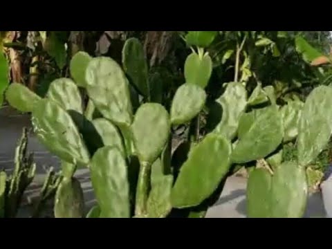 Video Cách Trồng Xương Rồng Tai Thỏ Cực Dễ.. Ai Cũng Làm Được - youtube