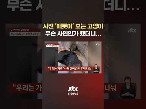 사진 &amp;#39;애틋하게&amp;#39; 보는 고양이, 무슨 사연인가 했더니… #JTBC #Shorts