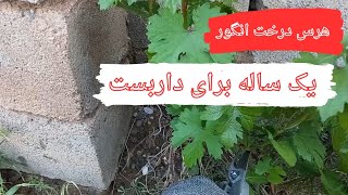 من انگور دو ساله ام را برای داربست اینگونه هرس میکنم #باغبانی #انگور #viral #vilagelife
