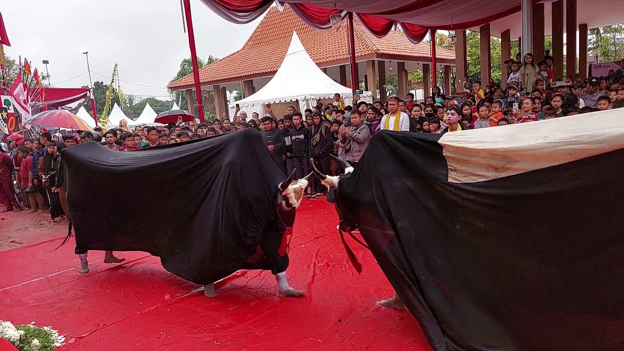 Bantengan Ngamuk Obrak Abrik Alun Alun Mojokerto || Putro Jati Anom