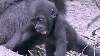 赤ちゃんゴリラの歩行訓練を見守るママ💗キンタロウ８ヶ月【京都市動物園】