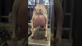 A Breed Of Goat That Gives More Milk Than A Cow