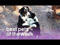 Best Pets of the Week (March 2018) Week 1 | The Pet Collective