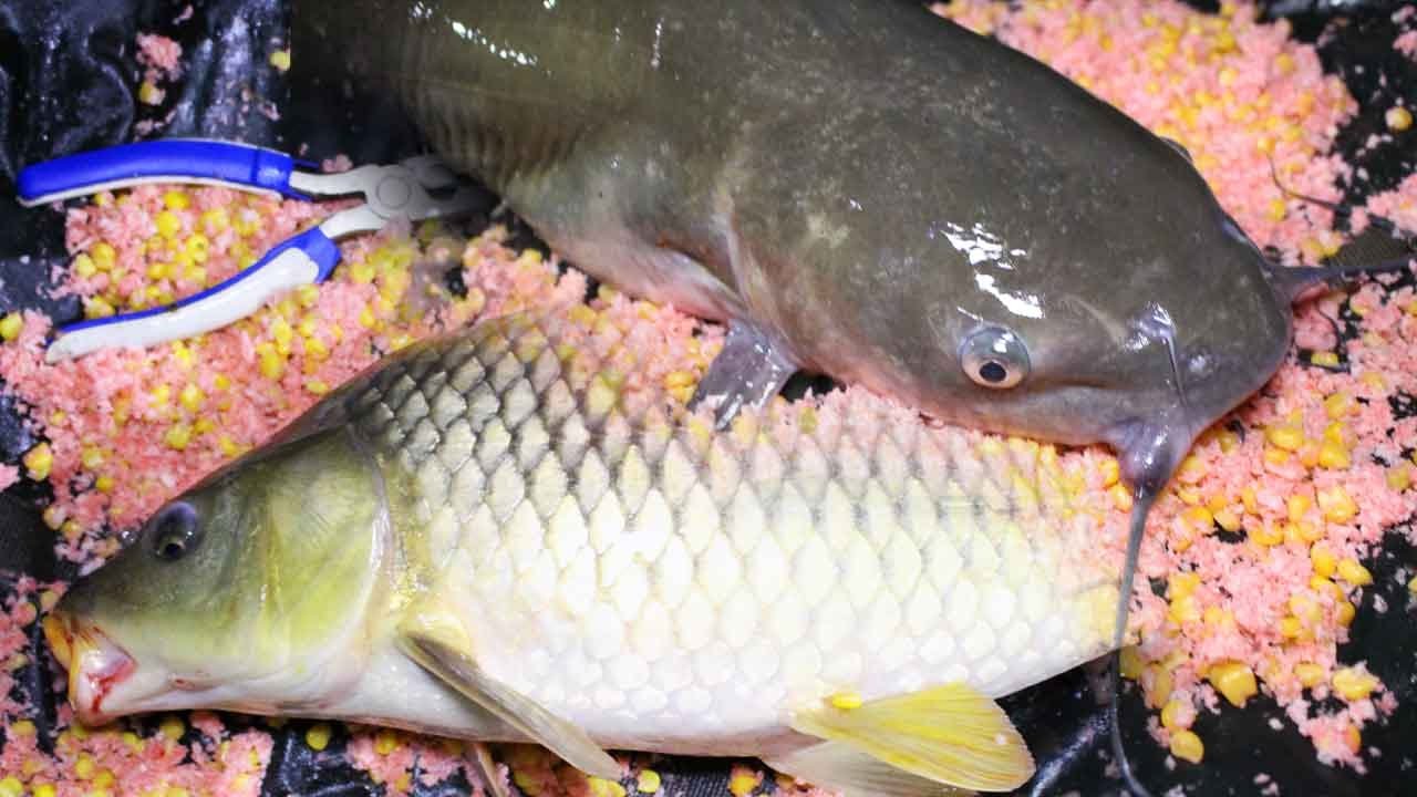 Catfish and Carp Bait Recipe - fishing for carp and catfish 