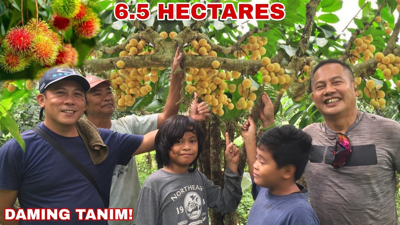 6.5 HECTARES FARM: LANSONES AT RAMBUTAN TREES atbp | Biyaherong Batangueño