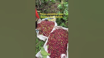 Pemetikan kopi robusta super gunung atis petik merah #kopi #kopirobusta #kopisehat #kopitemanggung