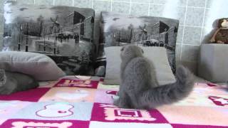 шотландские котята. ПРОДАЖА! шотландские котята. ПРОДАЖА!