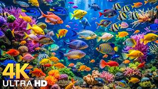 The Best 4K Aquarium - Explore the Underwater World and Beautiful Coral Reef Fish for Deep Sleep #38 screenshot 5