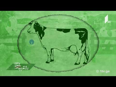 ვიდეო: რომელი სქესი არის ძროხის?